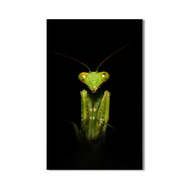 Stagmatoptera Cam Tablo – Cam Tablo