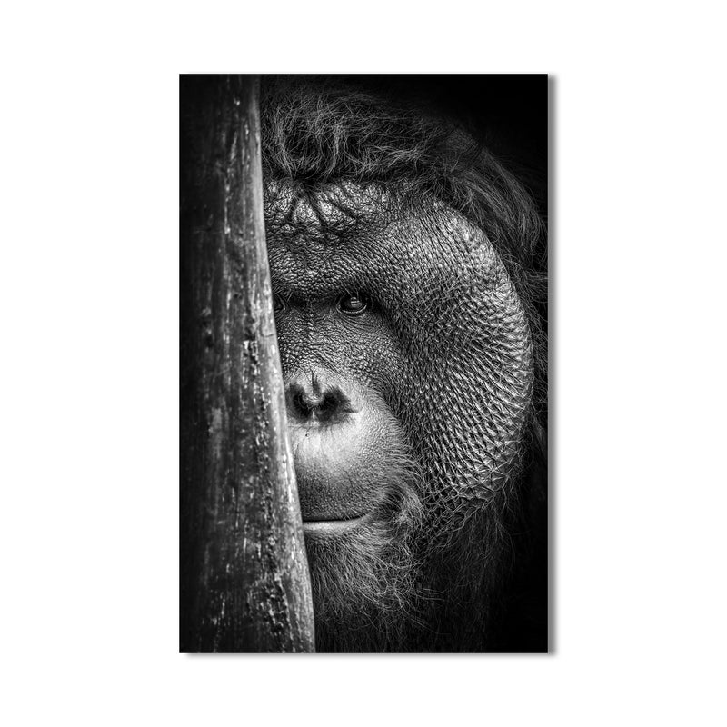 Orangutan Cam Tablo – Cam Tablo