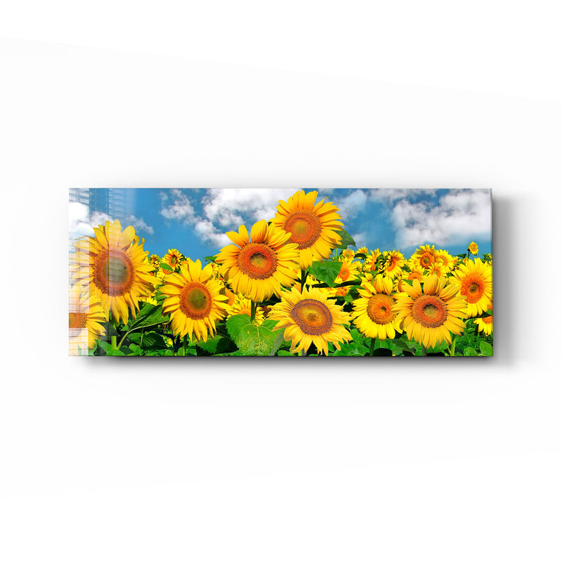Ayçiçeği Tarlası - Panoramik Cam Tablo – Cam Tablo