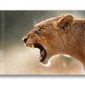 Dişi Aslan Cam Tablo – Cam Tablo